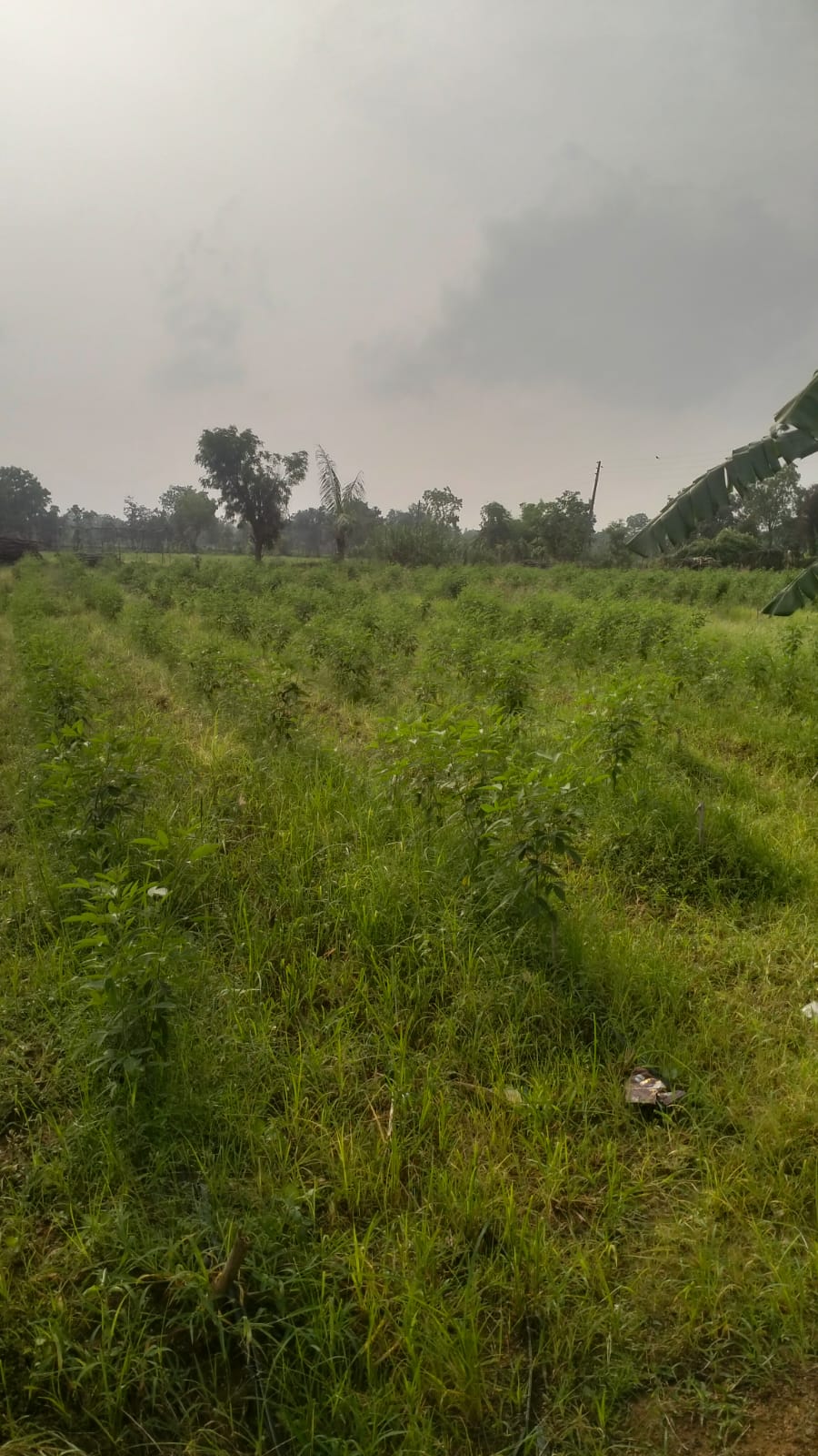 Rakesh Agri Farms