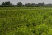 Rakesh Agri Farms