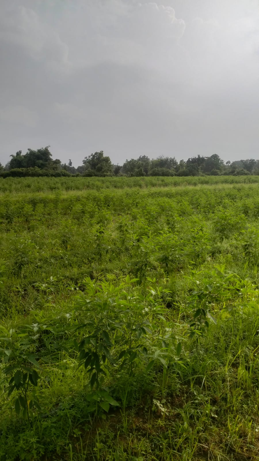 Rakesh Agri Farms