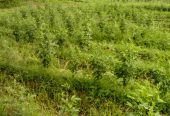 Rakesh Agri Farms