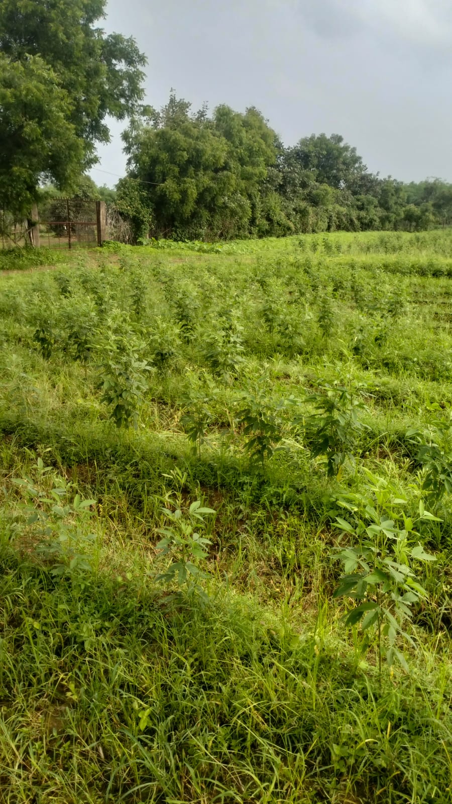 Rakesh Agri Farms