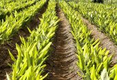 Rakesh Agri Farms
