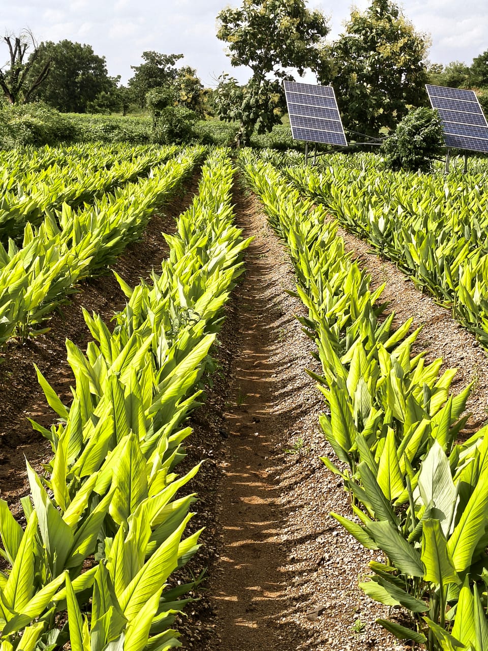 Rakesh Agri Farms