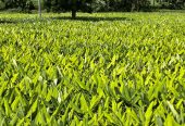 Rakesh Agri Farms